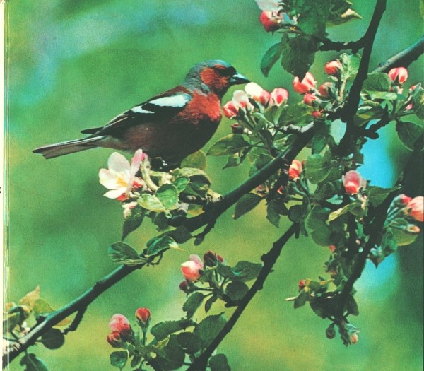 Europa-Bilderdienst SBA Vögel in Feld und Garten (30540/7) komplett Sammelbilderalbum