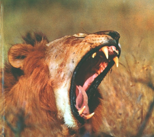 Europa-Bilderdienst SBA Wehrhaftes Wild in Afrika (30540/3) komplett Sammelbilderalbum