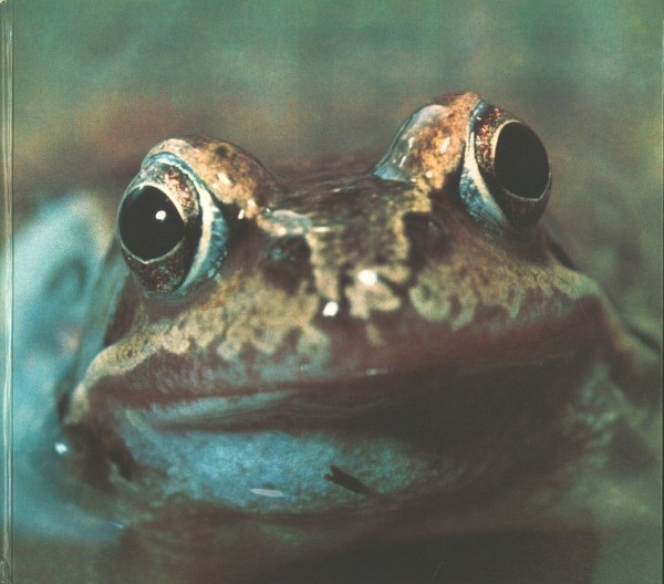 Europa-Bilderdienst SBA Tiere in Teich und Tümpel (30540/6) komplett Sammelbilderalbum