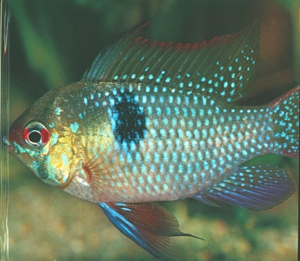 Europa-Bilderdienst SBA Freude an Fischen (30540/1) komplett Sammelbilderalbum