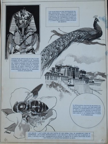 Originalzeichnung (0198) Ameno Y Curioso 10 Zeichner Prunes ÜF